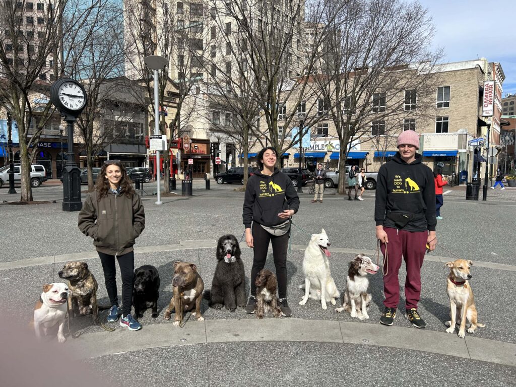 About Bowser’s Dog Services – Jodi and the team walking dogs through the streets of Pittsburgh, highlighting their friendly, hands-on approach to training and care.