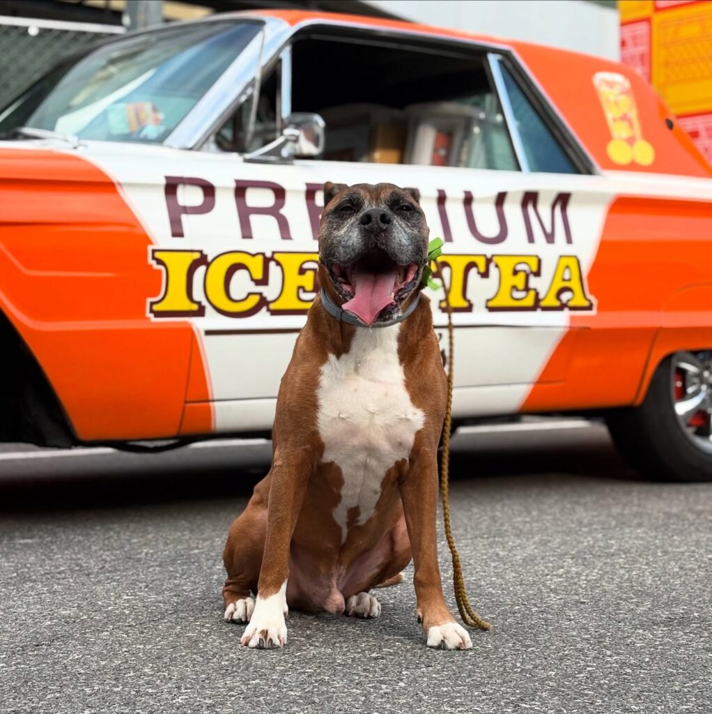 The dog is actively participating in Bowser's Training Bootcamp and practicing the "place" command. He is sitting happily infront of a car wrapped in the Pittsburgh Turner's Tea brand.