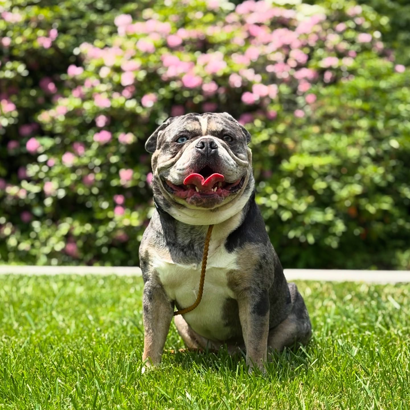 Train Your Dog With the Experts - this dog is having a great day at the park with the Bowser Team