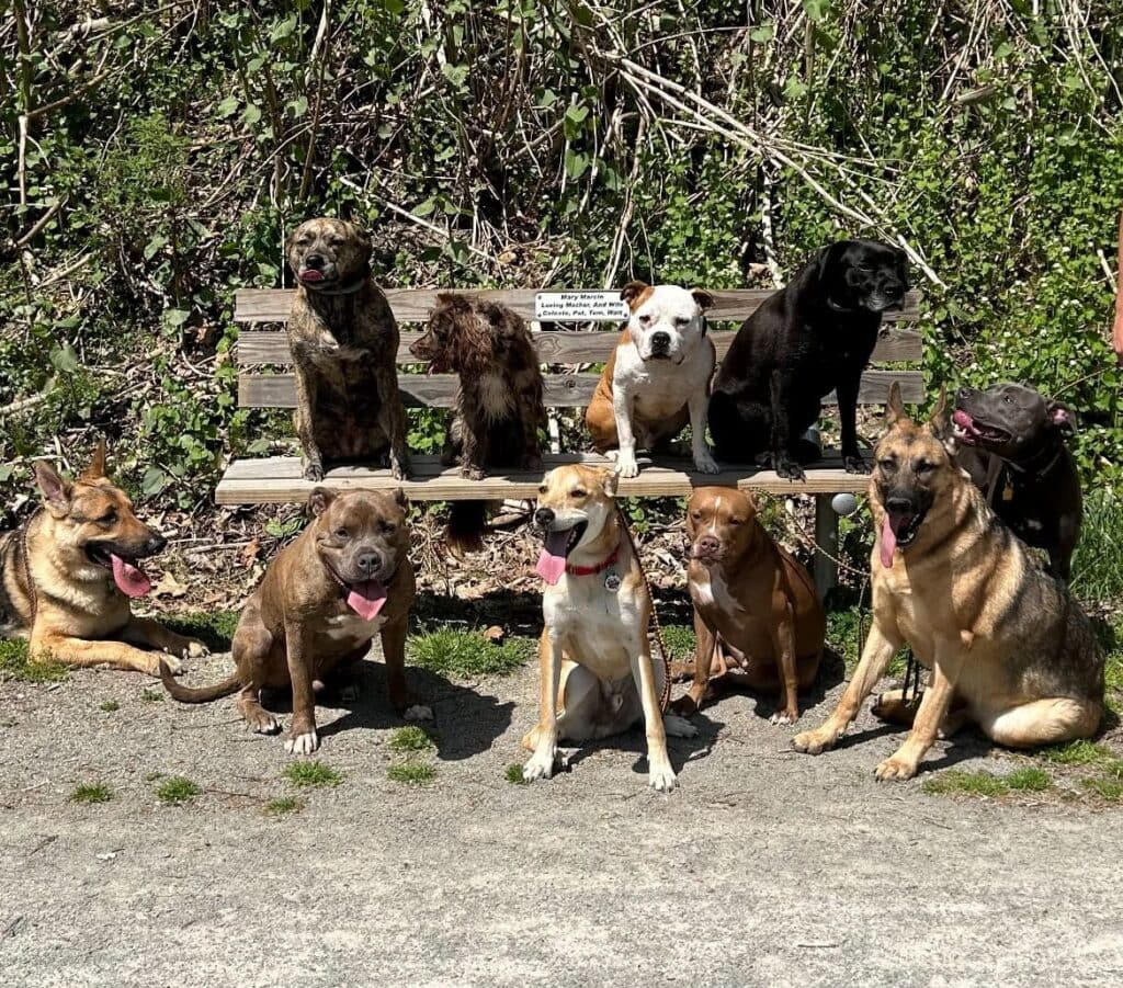 bowser's dog services offers boarding programs for dogs that have been through our program or live with dogs who have went through our program