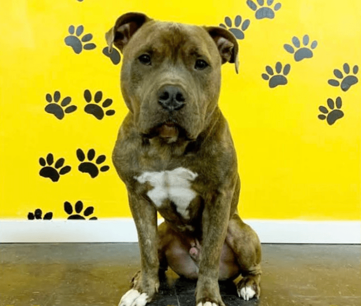 Meet Bowser pup - Tuco! He is a kind pitbull.