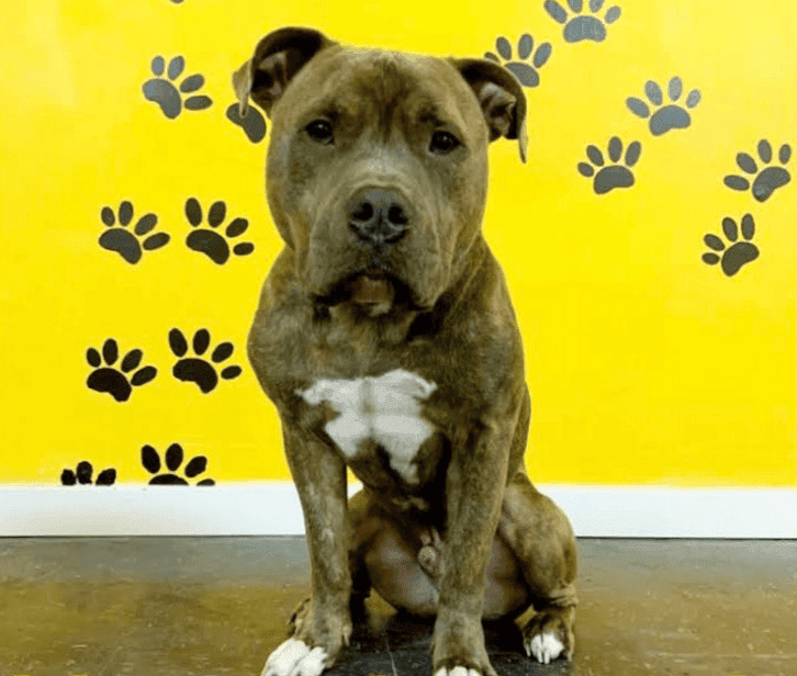 Meet Bowser pup - Tuco! He is a kind pitbull.