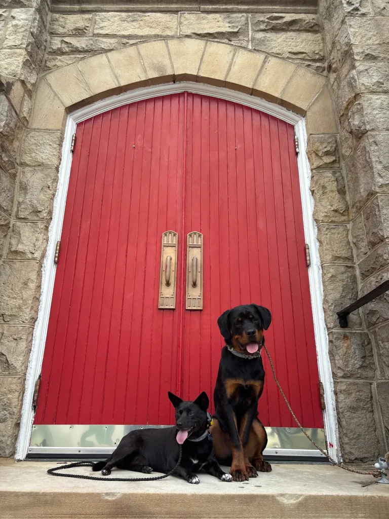 At Bower's Dog Services, we expose dogs, like these, to a bunch of different conditions, like taking a stroll through Pittsburgh.
